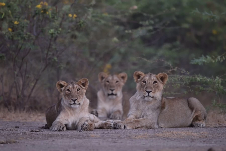 The king of the jungle growing in the forest of gir Gujarat, the ...