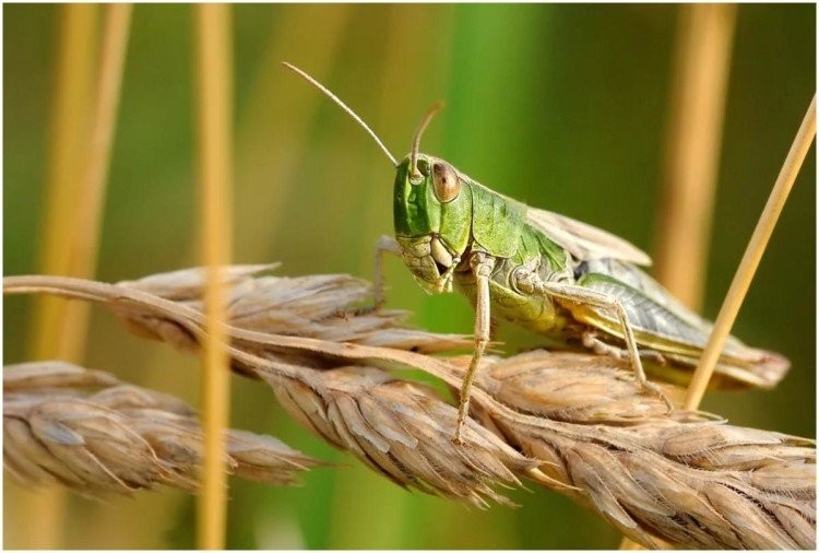 locust-swarm-in-india-what-is-locust-team-where-did-it-come-from-and