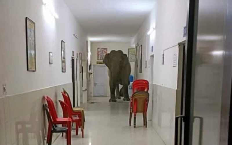 Two elephant enter a hospital near jalpaiguri cantonment in bengal photo  reaction