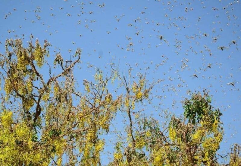 Locust swarm in Jaipur, more than half of Rajasthan's 33 districts affected