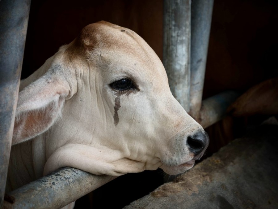 lumpy-virus-in-india-lumpy-virus-has-claimed-the-lives-of-17-000-cows