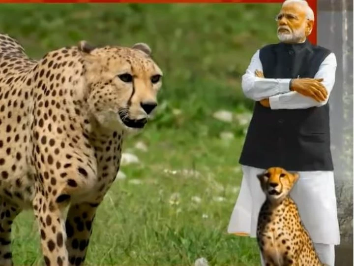 PM Modi Birthday: 8 cheetahs from Namibia landed in Gwalior, PM Modi will leave in Kuno National Park shortly after